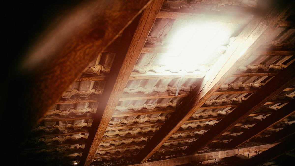 Attic Mold Removal Tips: From DIY to Professional Remediation