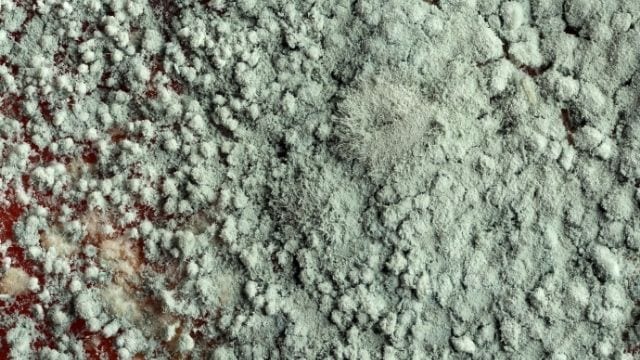 7 Warning Signs of Mold Growth You Should Never Ignore