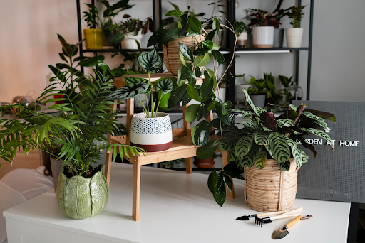 Indoor Plants: Tips to Keep Them Healthy